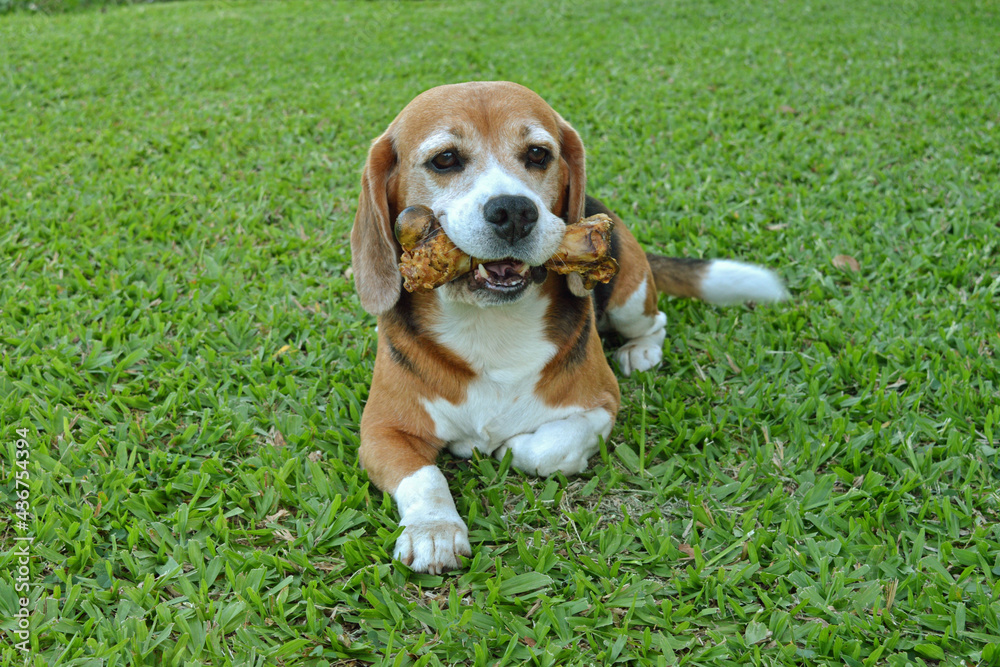Adult beagle dog having fun while chews a bone on the lawn.