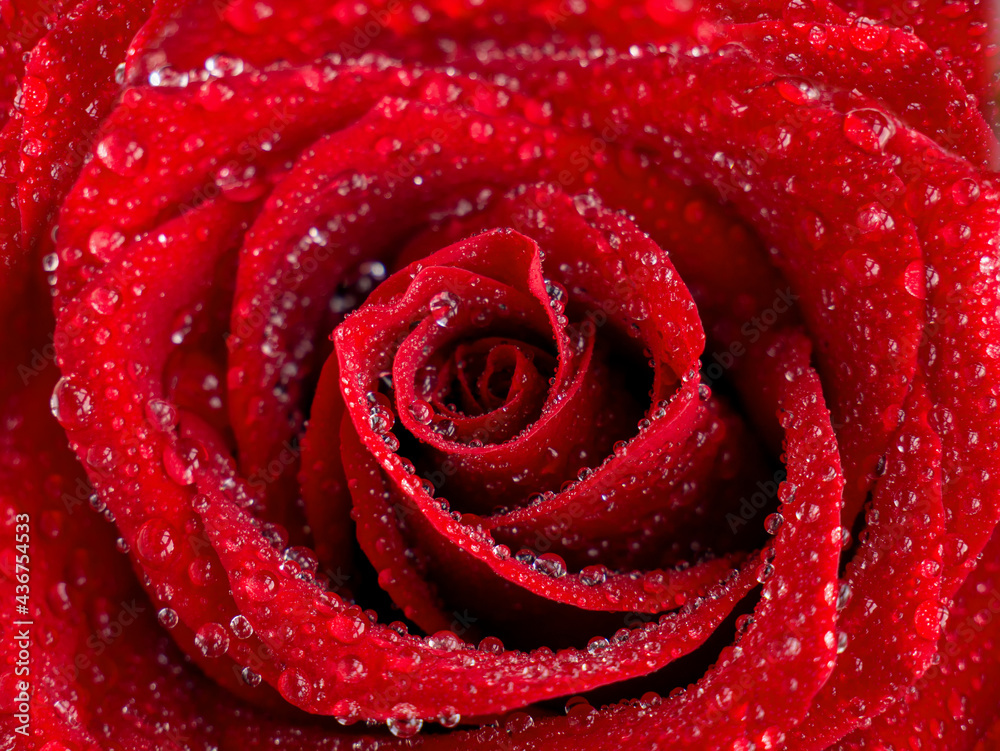 Beautiful red rose flower and water drops on the petals close-up. Macrophotography. The selected sharpness. Beautiful red rose flower and water drops on the petals close-up. Macrophotography. The selected sharpness.