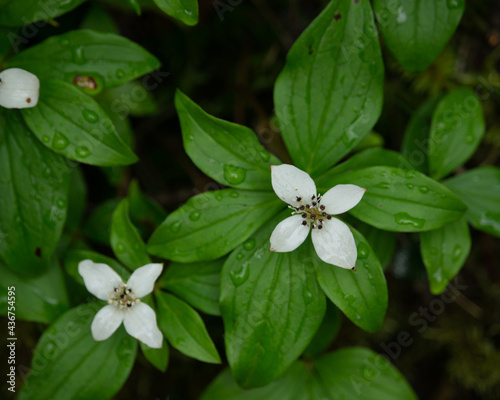 Closeup shot of beautiful cornales flowers covered in dewdrops