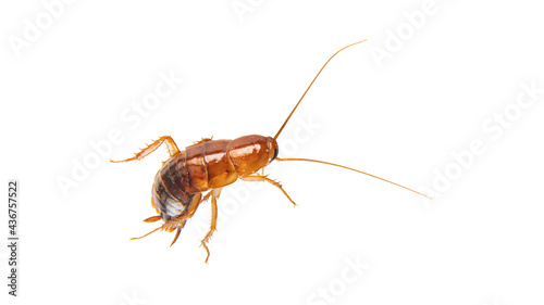 a large cockroach on a white background © de Art
