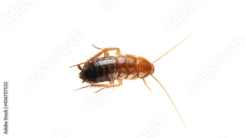 a large cockroach on a white background