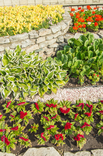 Vertical photo, hosta, red Turkish carnation, yellow levkoi and red geranium on a flower bed, in an open garden with grass on a sunny summer day photo