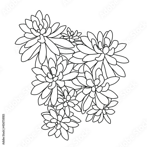 Hand drawn vector of  Echeveria leucotricha isolated on white background. Stock illustration of succulent plant in line sketch style  for coloring pages.