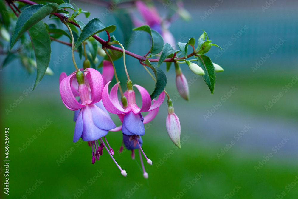 Colorful fuchsia flowers