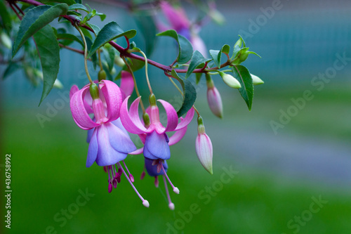 Colorful fuchsia flowers
