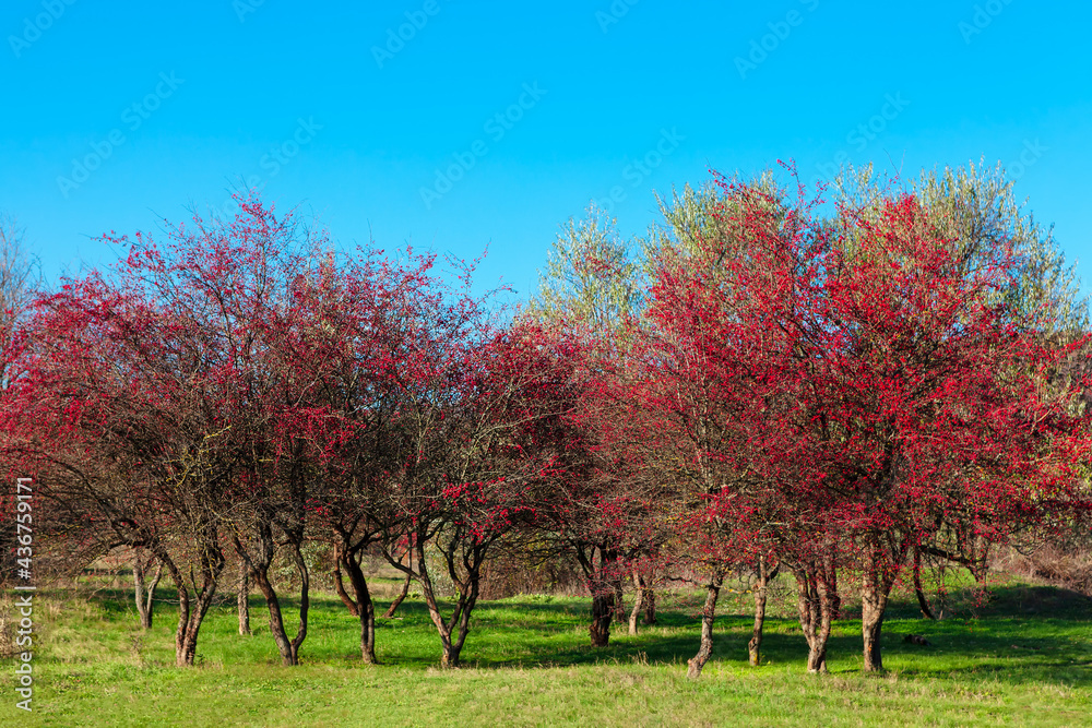Garden with hawthorn trees . Red berries on the branches in the autumn Garden with hawthorn trees . Red berries on the branches in the autumn