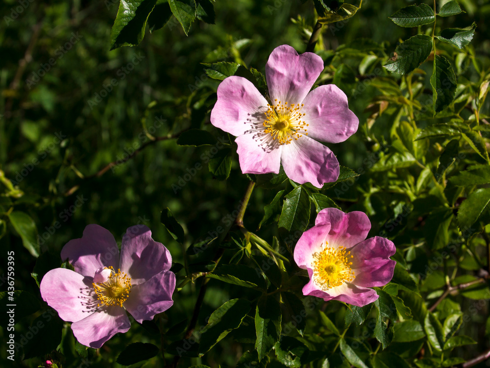wild rose (Rosa Canina) bush. wild rose (Rosa Canina) bush.