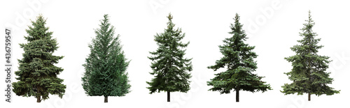 Foto Beautiful evergreen fir trees on white background, collage