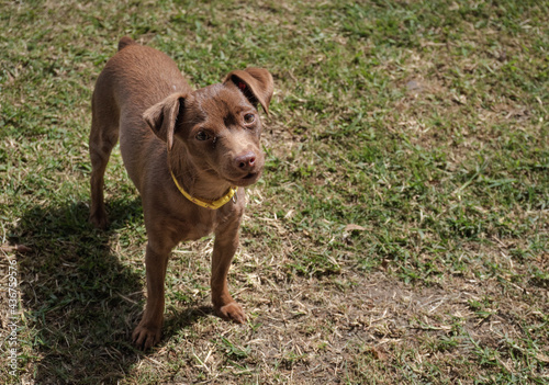A little dog puppy looking in a interesting way