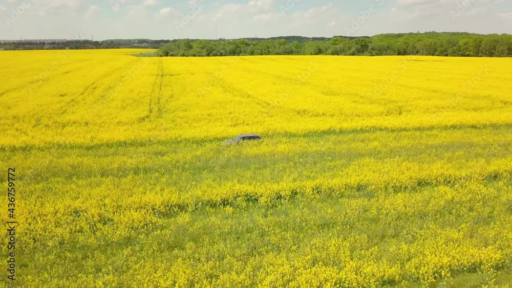 A bird's-eye view of a gray station wagon driving along a country road between yellow rapeseed fields. The concept of travel and a sunny day. A bird's-eye view of a gray station wagon driving along a country road between yellow rapeseed fields. The concept of travel and a sunny day.