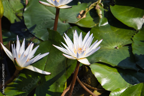 Loto flowers floating up over the lake