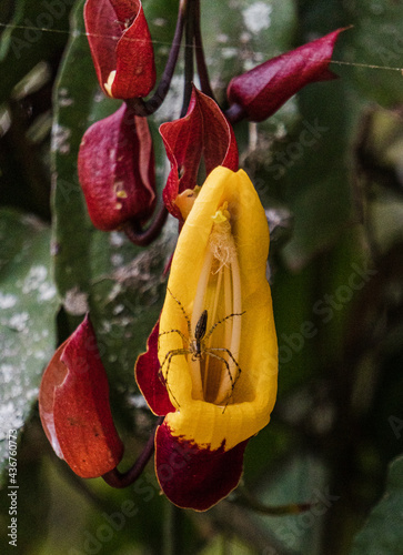 A black spider on a red and yellow flower
