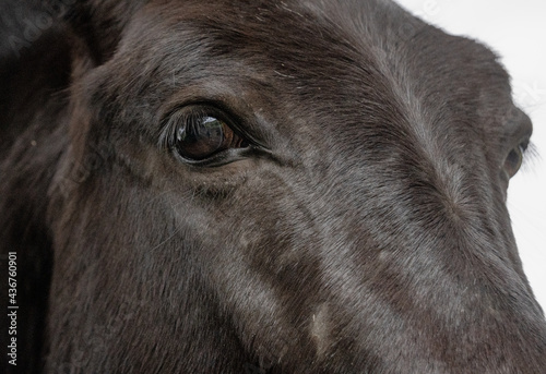 A black horse close up portrait