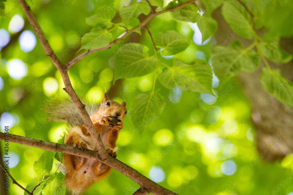 squirrel close-up in green foliage