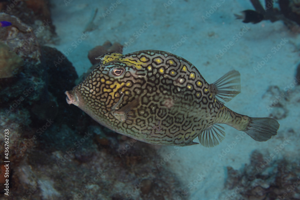 Honeycomb Cowfish on Caribbean Coral Reef Honeycomb Cowfish on Caribbean Coral Reef
