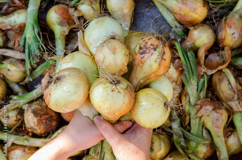 Freshly harvested onions from the garden