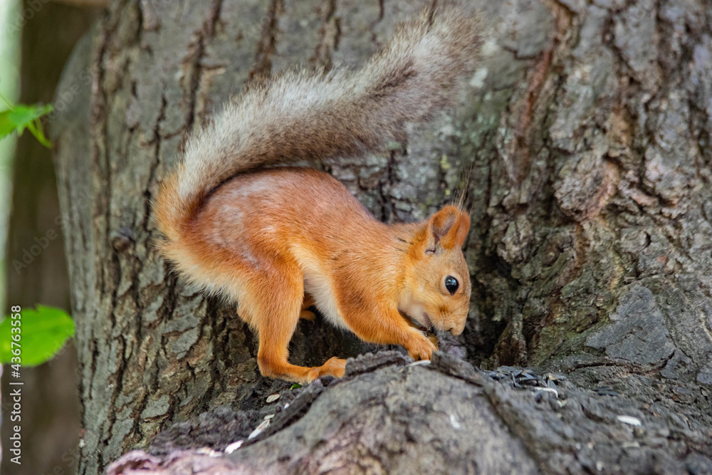 squirrel on a tree close up eating squirrel on a tree close up eating