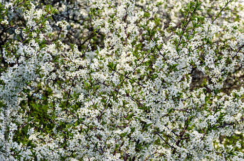Cherry tree in dense white bloom