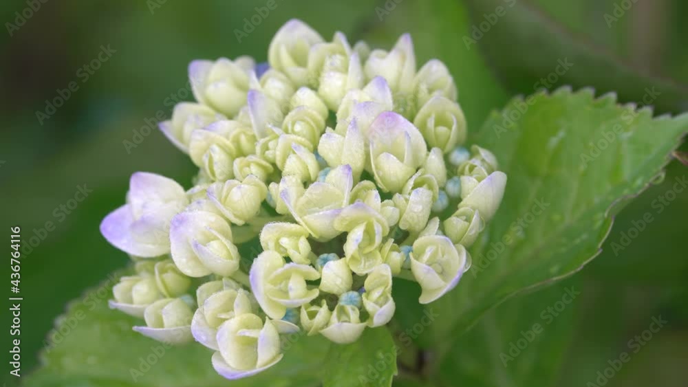 Tokyo,Japan-June 1, 2021: Closeup of Hydrangea flower in full bloom after the rain in the morning
Tokyo,Japan-June 1, 2021: Closeup of Hydrangea flower in full bloom after the rain in the morning