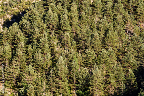 trees in forest, photo as a background , in janovas fiscal sobrarbe , huesca aragon province photo