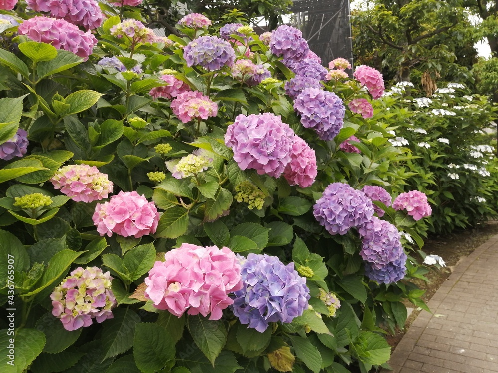 pink hydrangea flowers pink hydrangea flowers