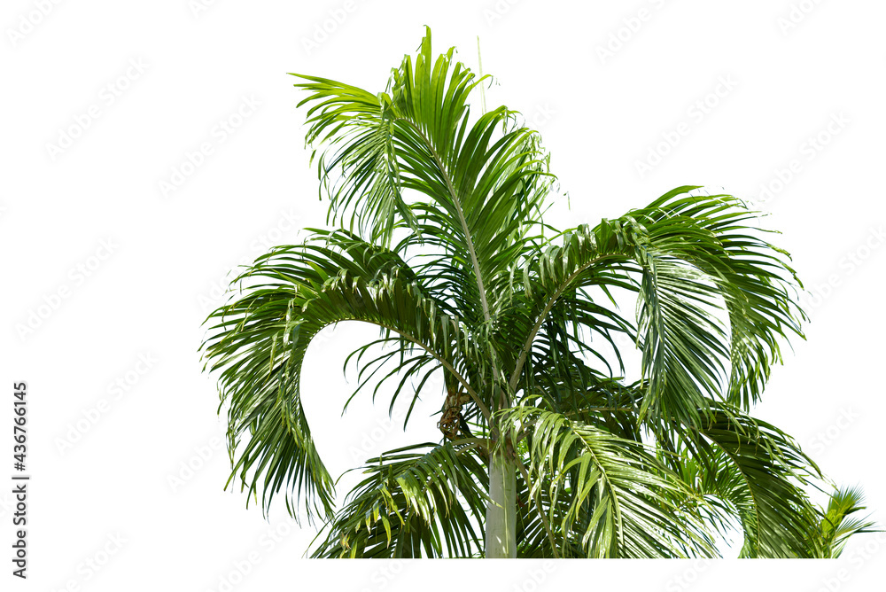 Obraz premium Palm leaves, green palm leaves, isolated on white background,
