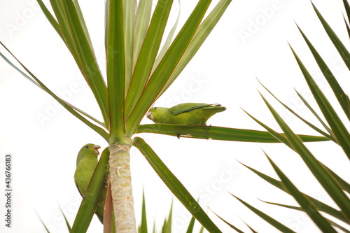 Yellow-chevroned Parakeet bird on a green leaf