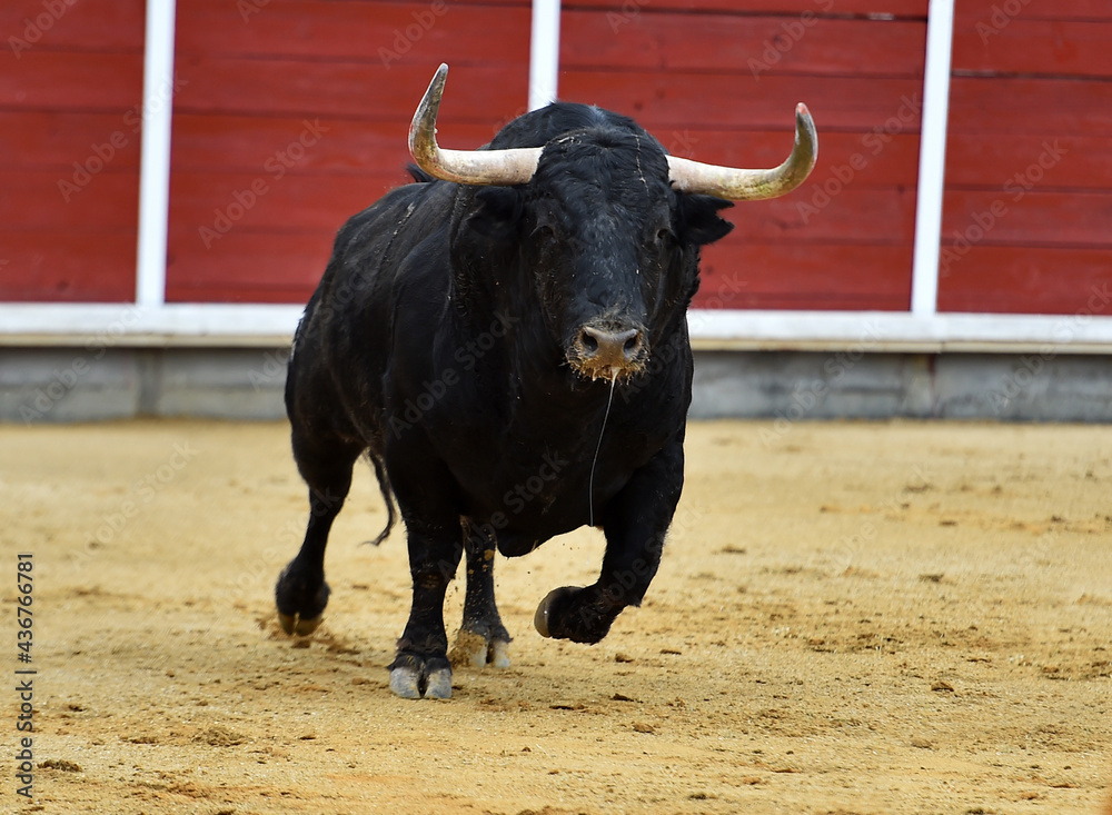 un toro español con grandes cuernos en una plaza de toros en un espectaculo de toreo un toro español con grandes cuernos en una plaza de toros en un espectaculo de toreo
