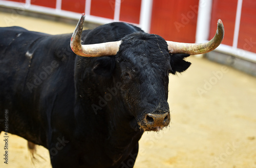 un toro con desafiante mirada en una plaza de toros en españa durante un festejo de toreo