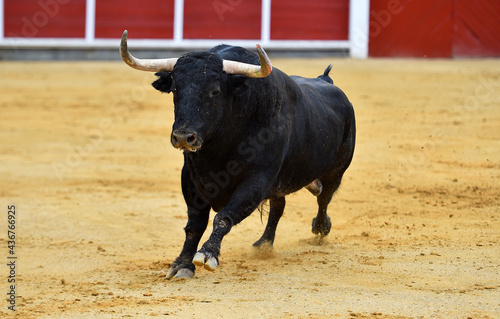 un toro tipico español con grandes cuernos