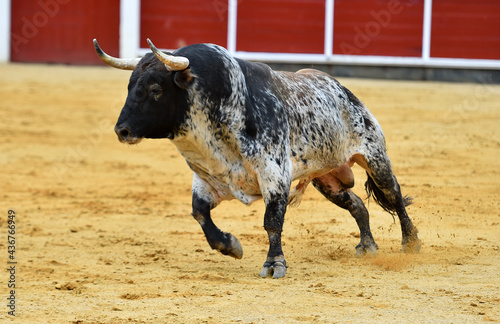 un toro español con grandes cuernos en una plaza de toros en un espectaculo de toreo