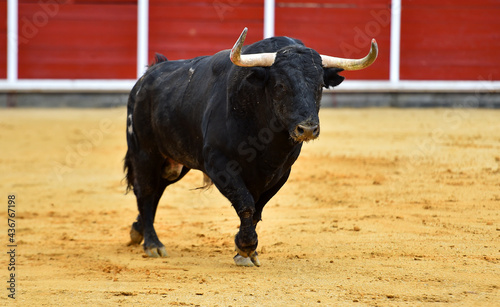 un toro español con grandes cuernos en una plaza de toros en un espectaculo de toreo