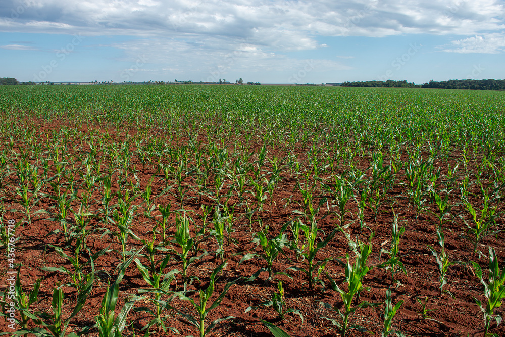 corn plantation on a farm in Mato Grosso do Sul, Brazil
