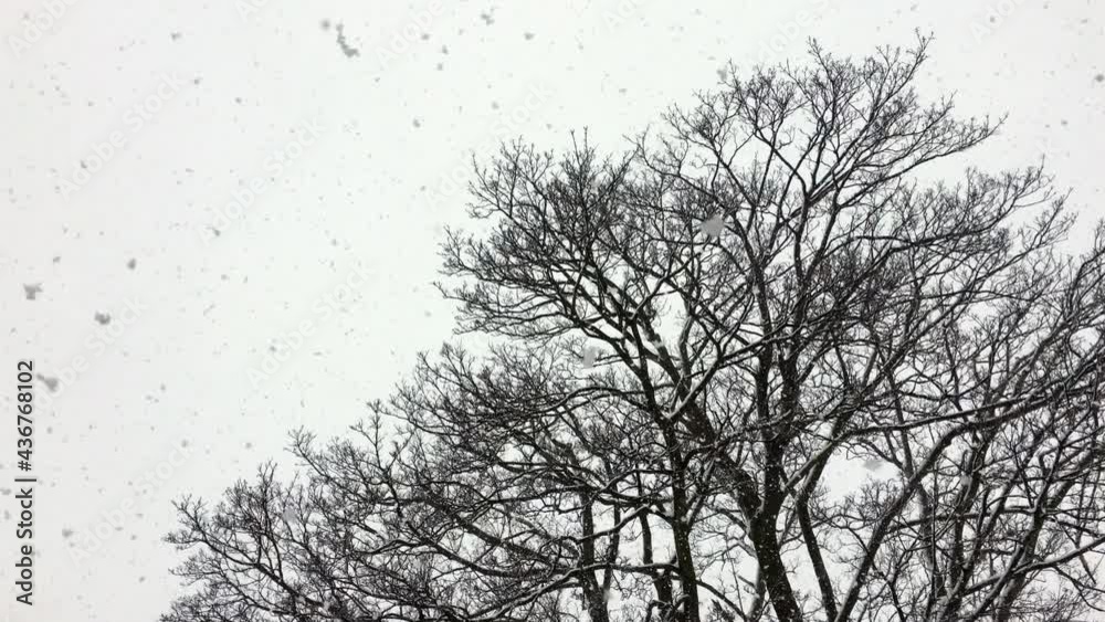 Large snowflakes fall fast from the sky against the black silhouette of a majestic deciduous tree in winter