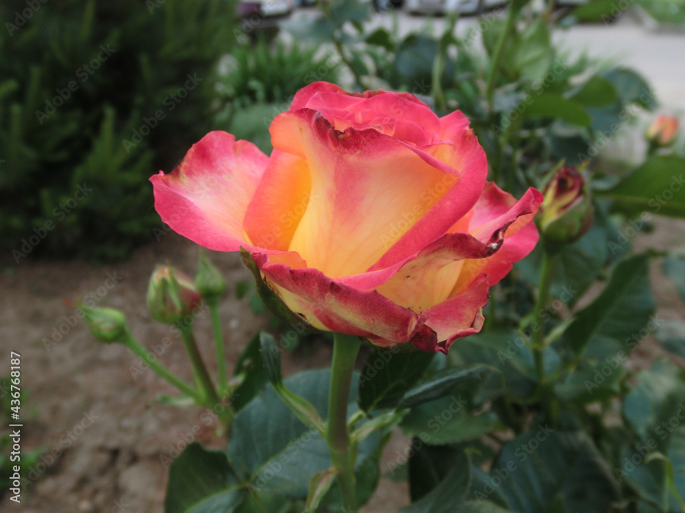 Red-yellow rose on a background of green foliage
