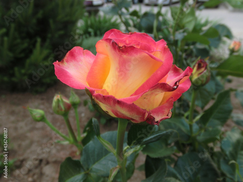 Red-yellow rose on a background of green foliage