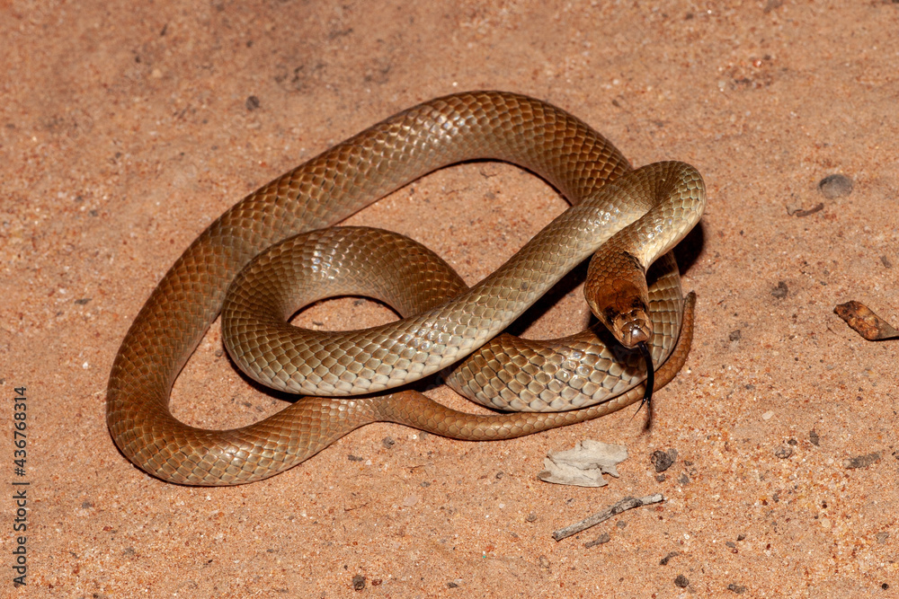 Obraz premium Australian Ringed-brown Snake flickering tongue