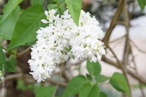 white flowers - nature