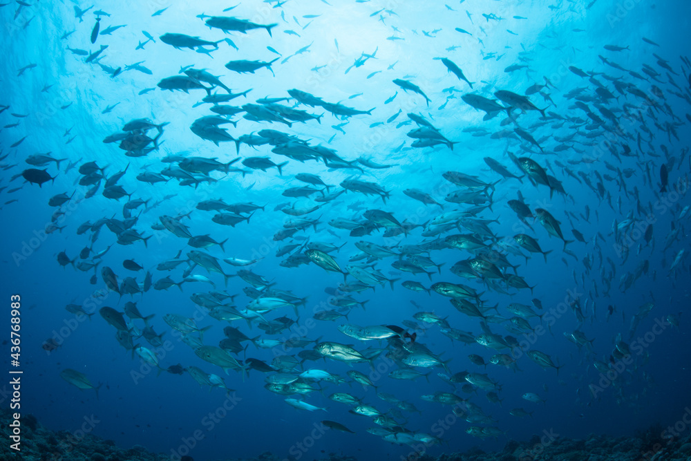 A large school of jacks swim in the clear blue waters of the Coral Triangle.