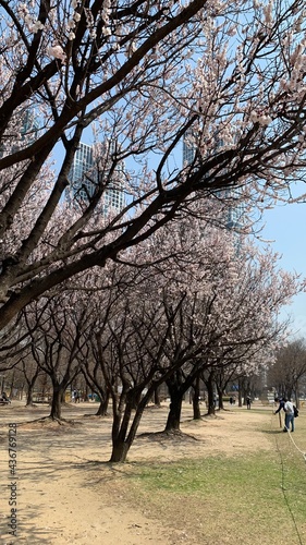 blossom trees