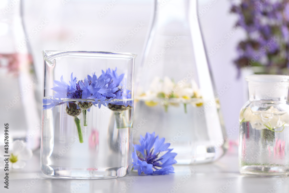 Laboratory glassware with different flowers on light table. Essential oil extraction Laboratory glassware with different flowers on light table. Essential oil extraction