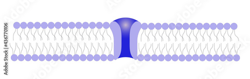 Calcium channel vector illustration. Ion channel. Structure of the channel.