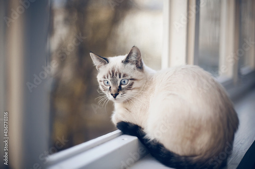 Wallpaper Mural Portrait of a Thai cat on the windowsill. Torontodigital.ca
