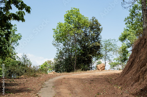 A single tree in the way of Shreenagar, Tansen, Palpa, Nepal photo