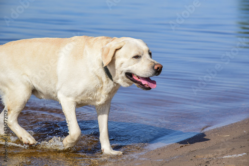 Golden labrador swimming with a stick. a dog is playing in the water. front facing. Family vacation by the river. Vacation, outdoor activities. Walk with dog. Sunny day, summer.