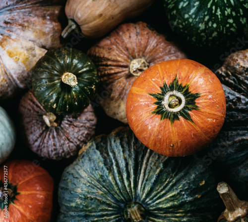 Wallpaper Mural Aerial view of diverse fresh pumpkins Torontodigital.ca