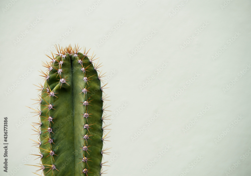 Naklejka premium Closeup of cactus plant