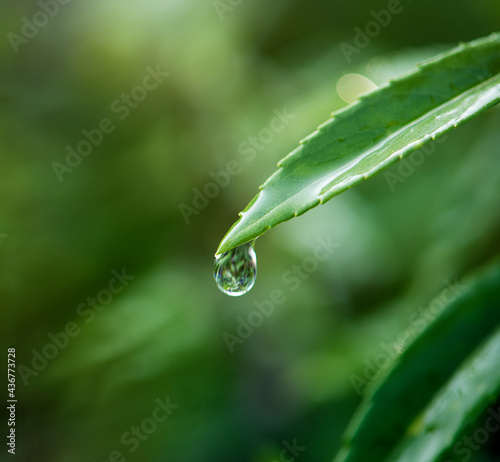 Closeup of water drop on leafs