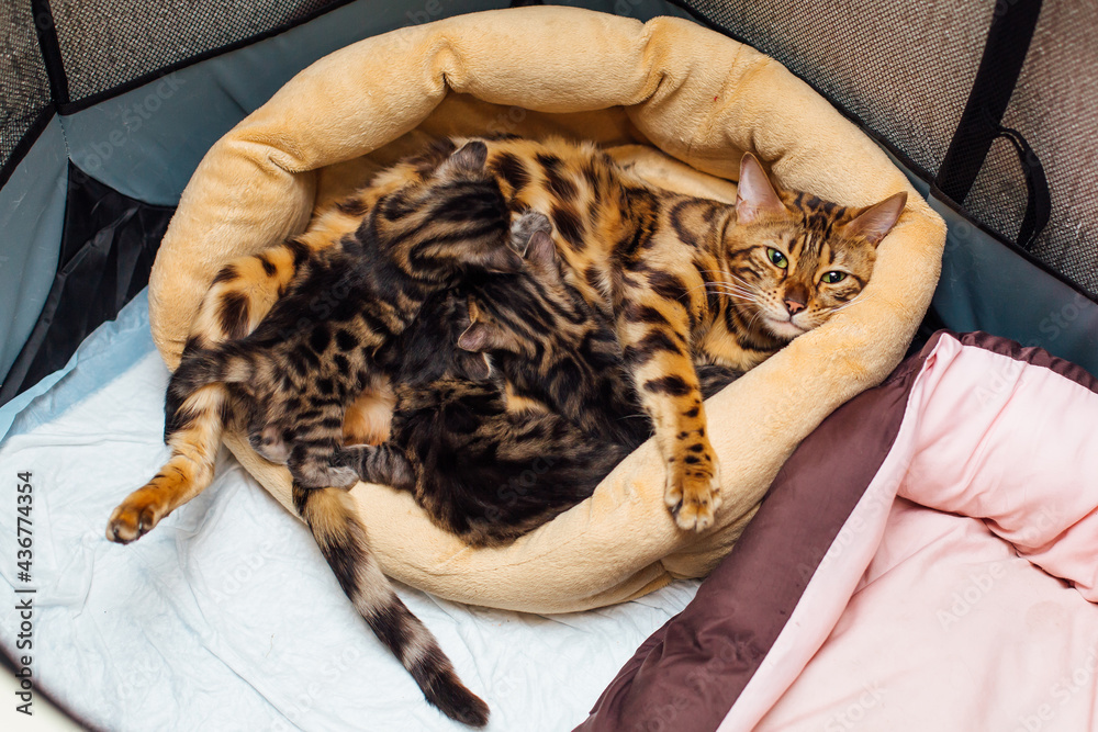 Adorable golden bengal mother-cat feeds her little kittens with breast