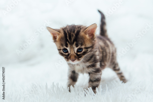 Cute dark grey charcoal short-haired bengal kitten on a furry white blanket. © Smile